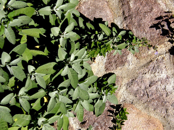 Salvia officinalis  (Lamiaceae)