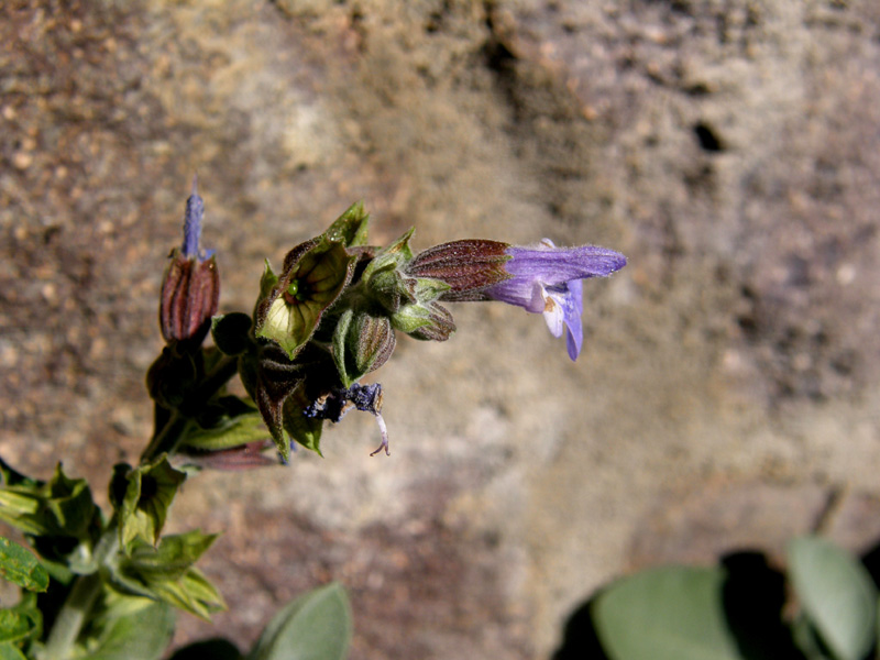 Salvia officinalis  (Lamiaceae)