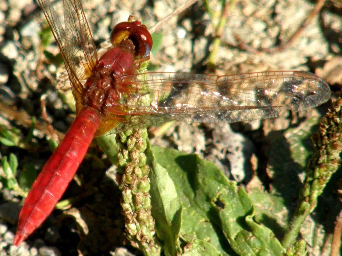 Libellula rossa da identificare