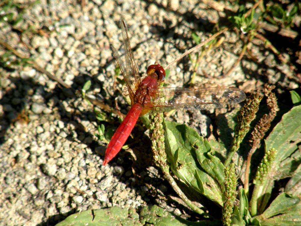 Libellula rossa da identificare