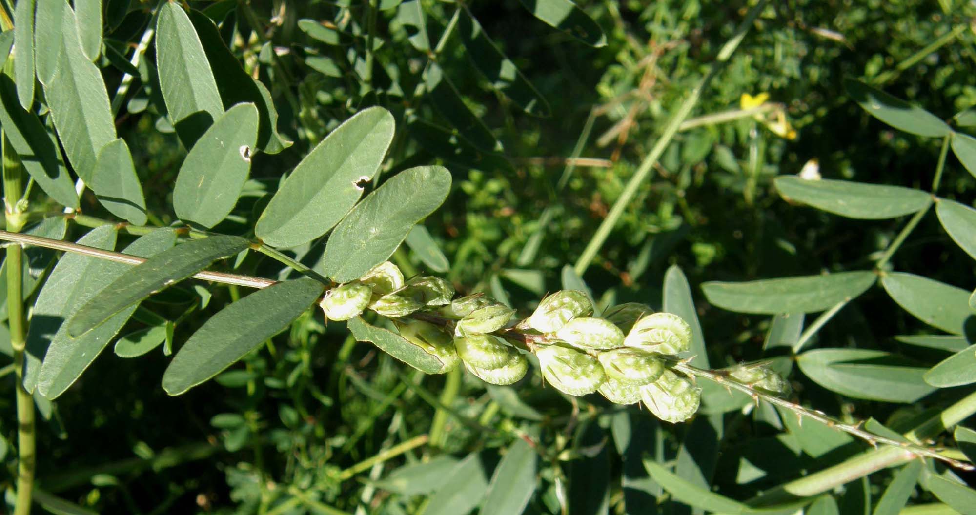 Onobrychis cfr. viciifolia  (Fabaceae)