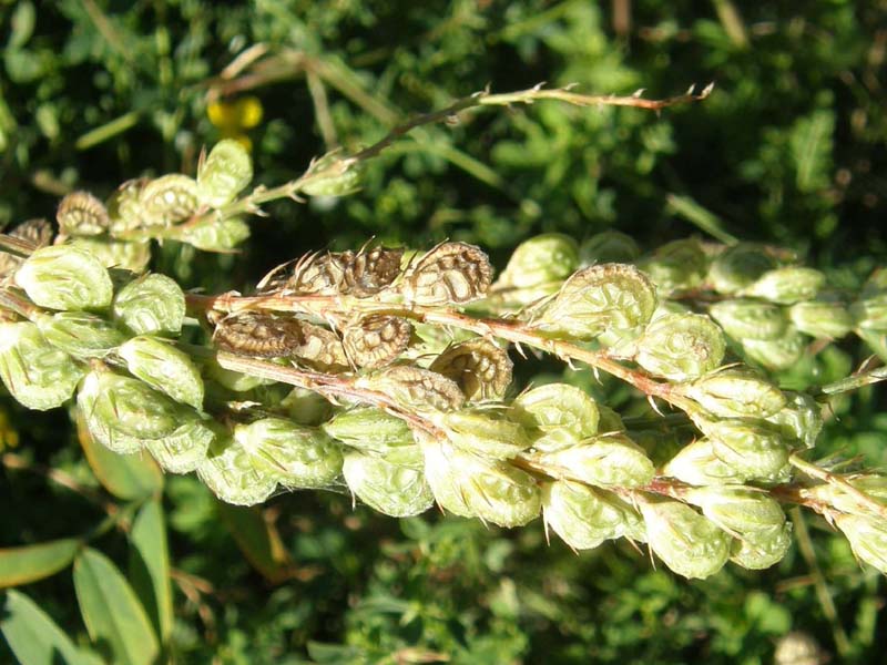 Onobrychis cfr. viciifolia  (Fabaceae)