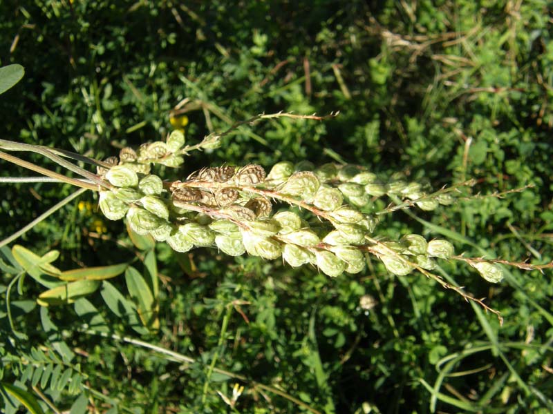 Onobrychis cfr. viciifolia  (Fabaceae)