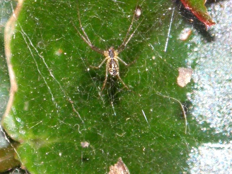 Linyphiidae