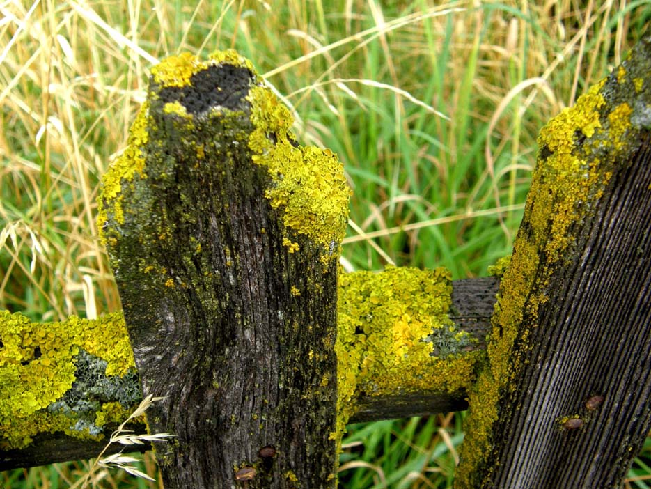 Verdissimo lichene da identificare: Xanthoria parietina