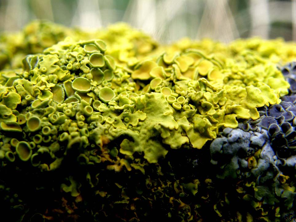 Verdissimo lichene da identificare: Xanthoria parietina