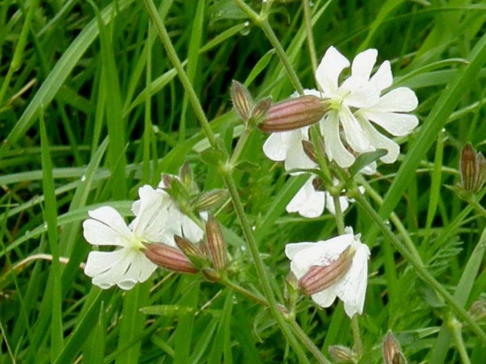 Silene alba