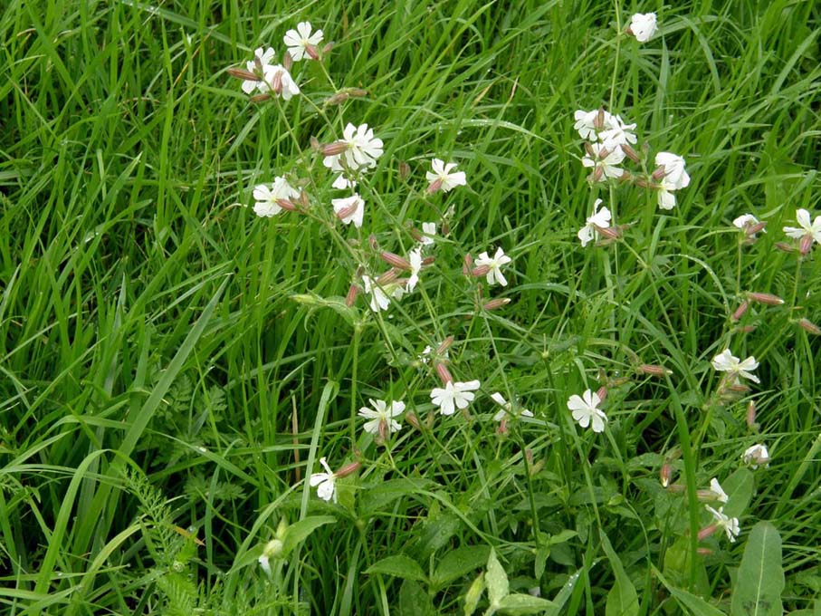 Silene alba