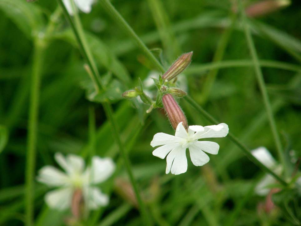 Silene alba