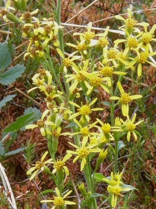 Spighe di fiori gialli - Solidago virgaurea , Natura ...