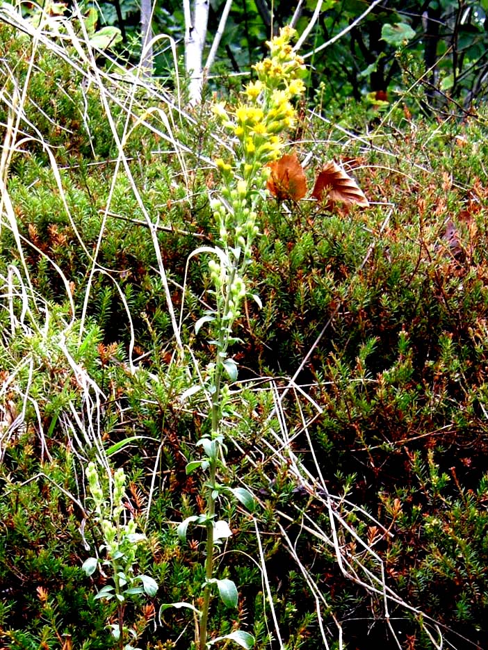 Spighe di fiori gialli - Solidago virgaurea