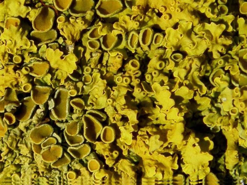 Verdissimo lichene da identificare: Xanthoria parietina