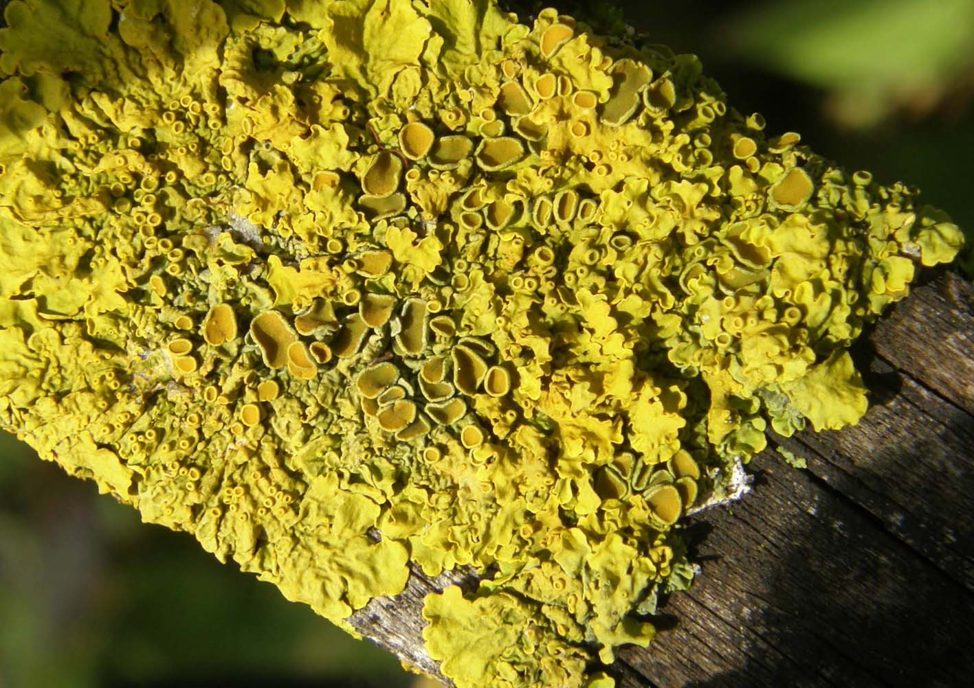 Verdissimo lichene da identificare: Xanthoria parietina