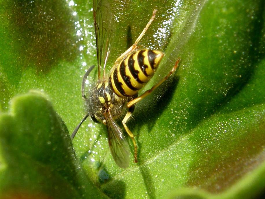 Polistes (Sulcopolistes) sp.  e Vespula sp. (cfr)