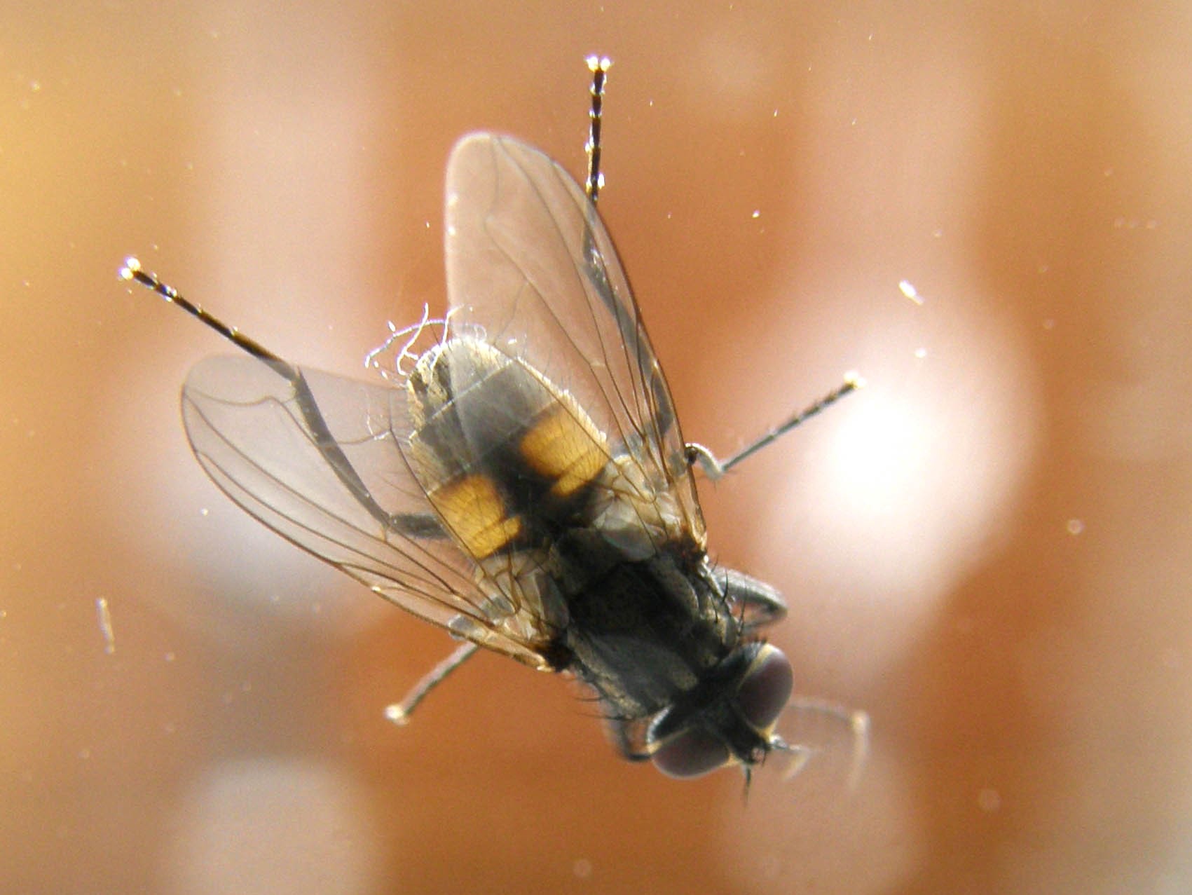 Musca domestica