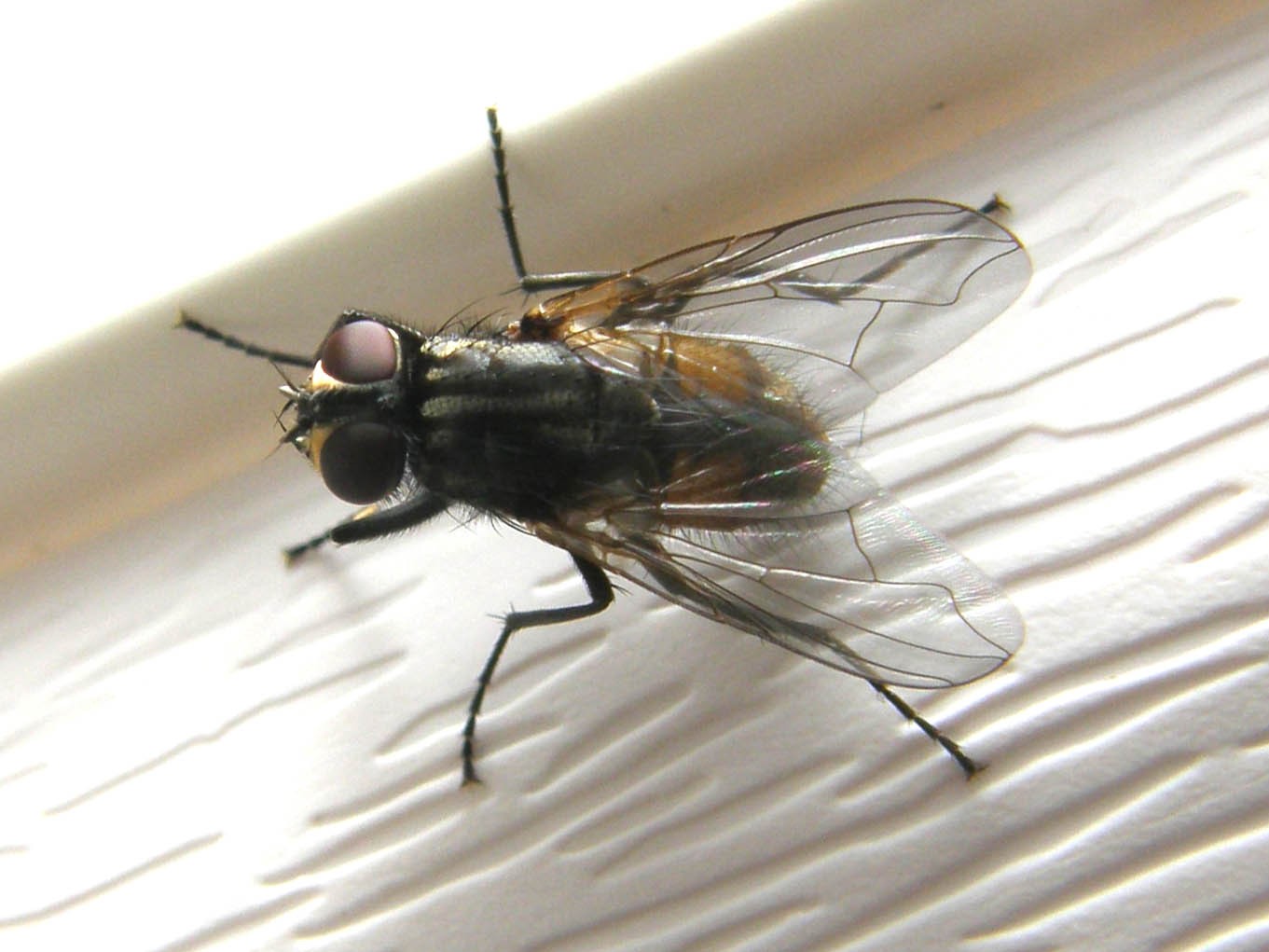 Musca domestica