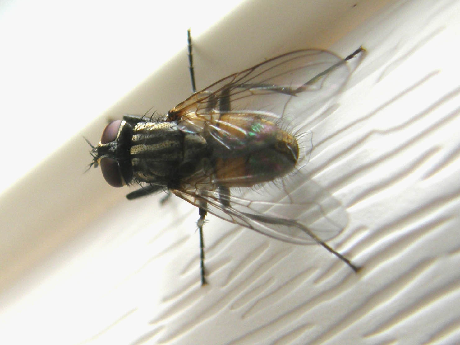 Musca domestica