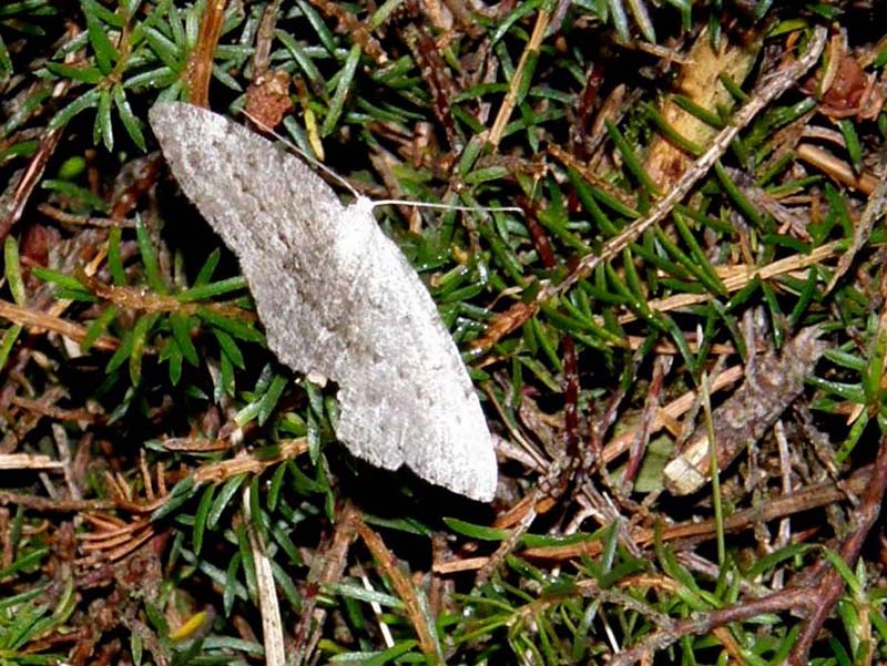 Charissa sp.  (Geometridae)