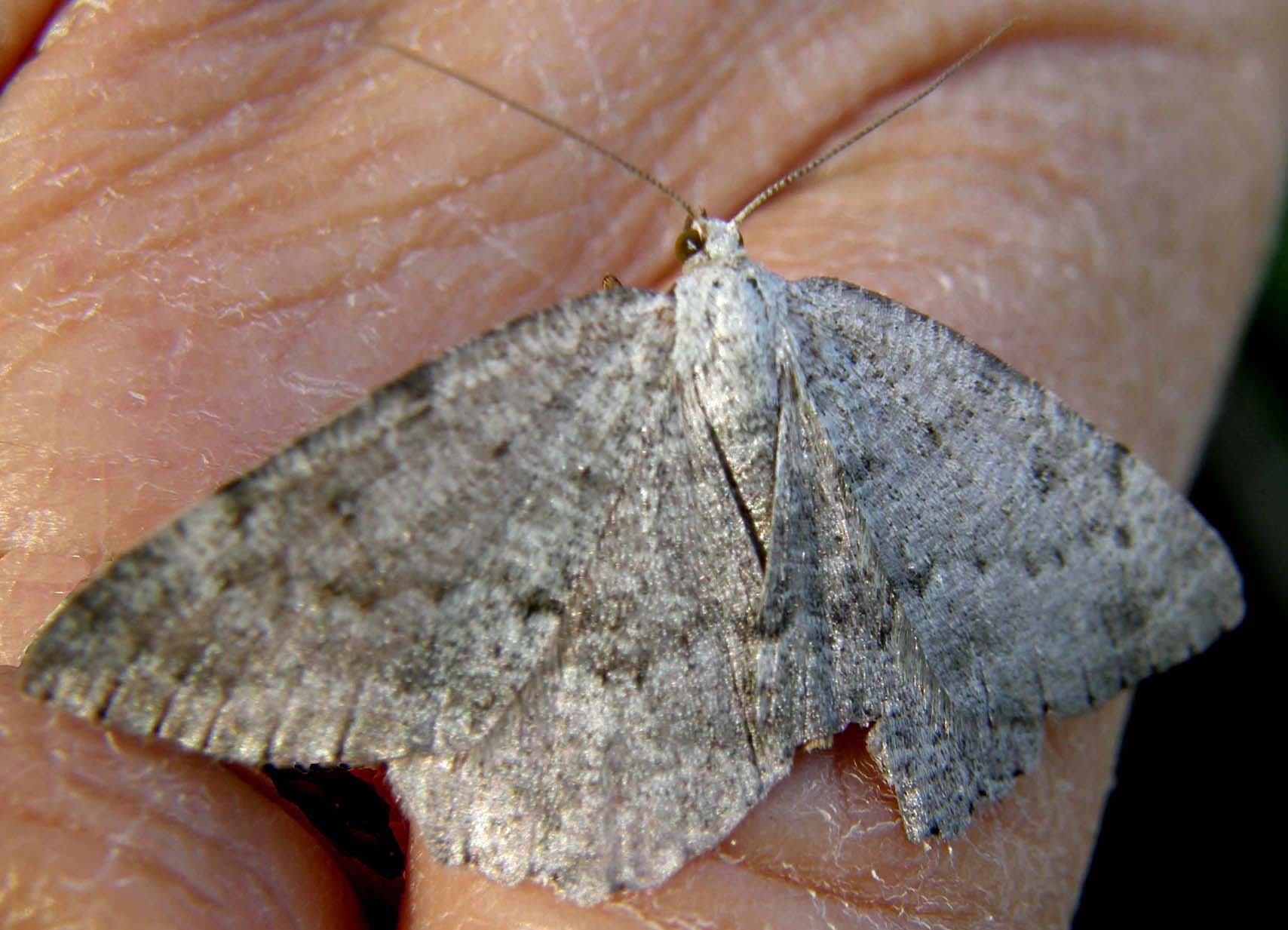 Charissa sp.  (Geometridae)