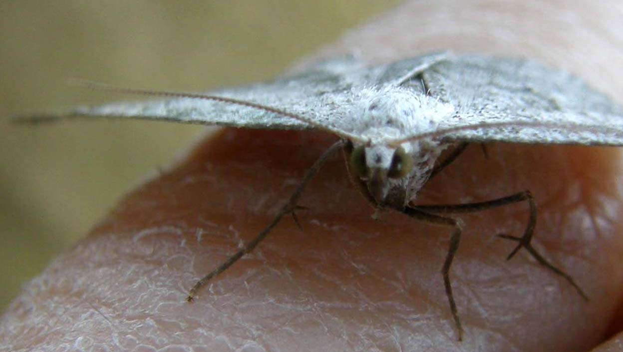 Charissa sp.  (Geometridae)