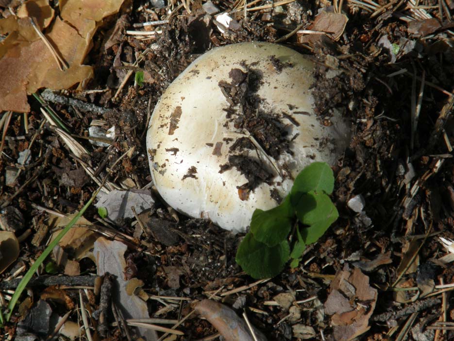 Agaricus campestris ?