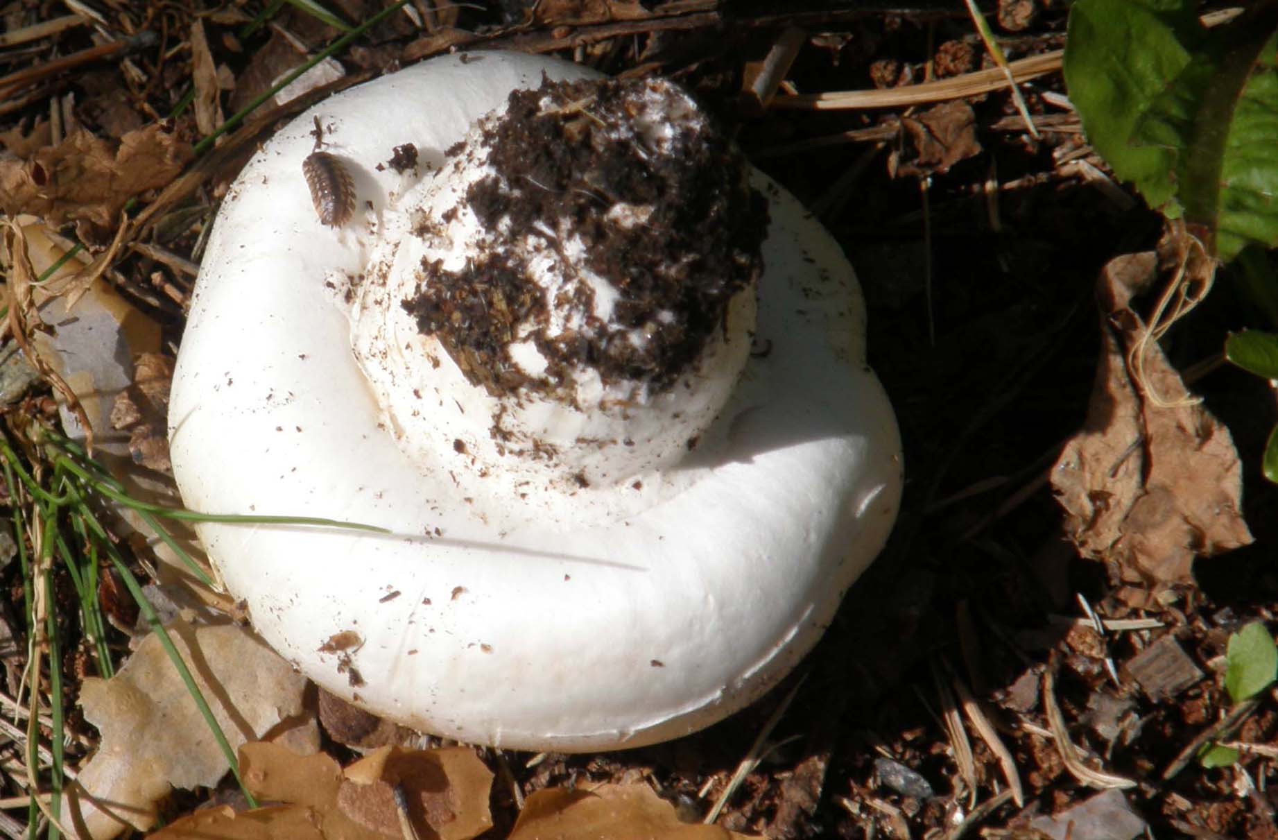 Agaricus campestris ?