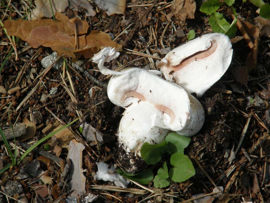 Agaricus campestris ?