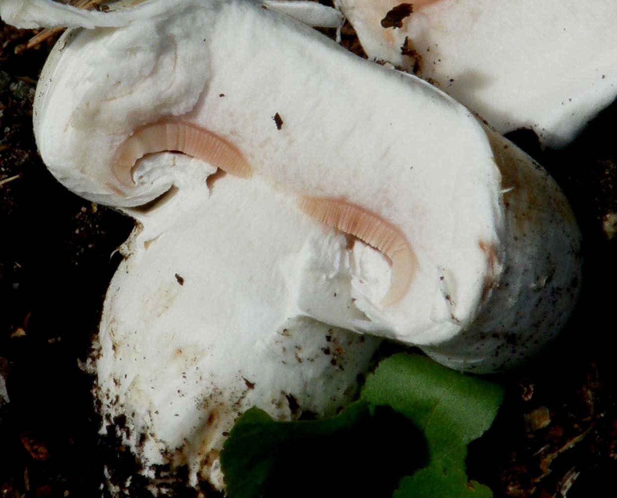 Agaricus campestris ?