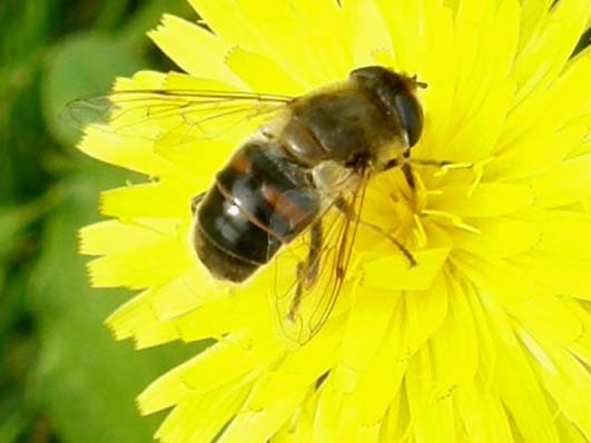 Eristalis tenax