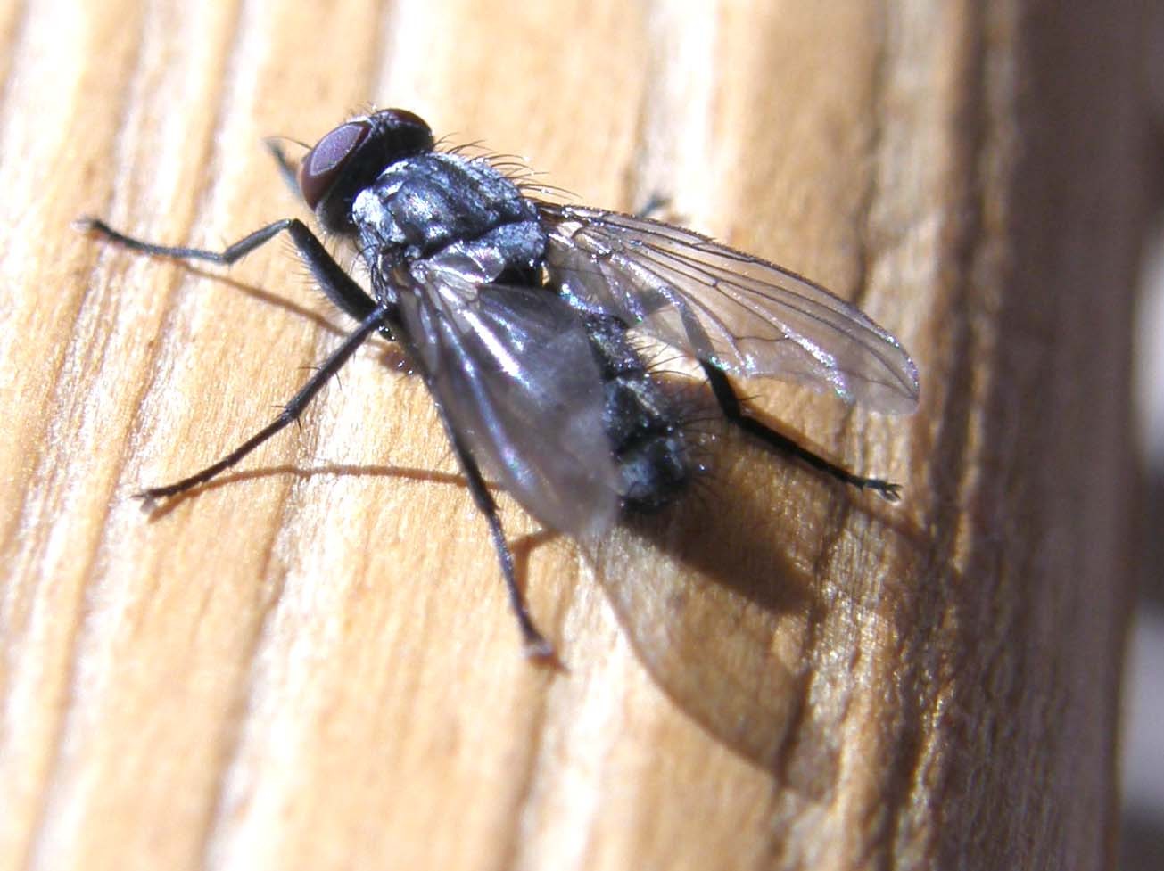 Rhinophoridae: probabile Phyto sp.