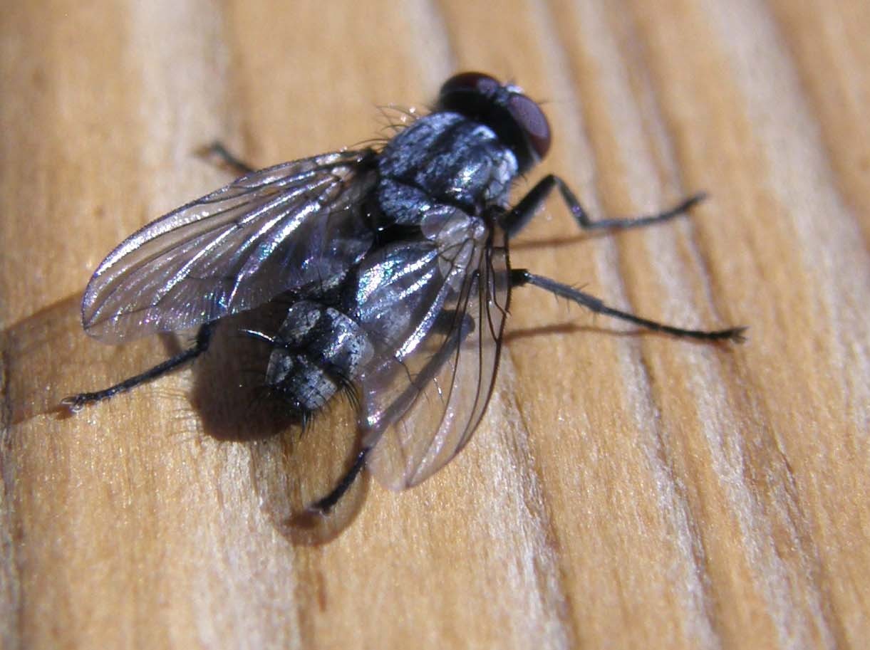 Rhinophoridae: probabile Phyto sp.