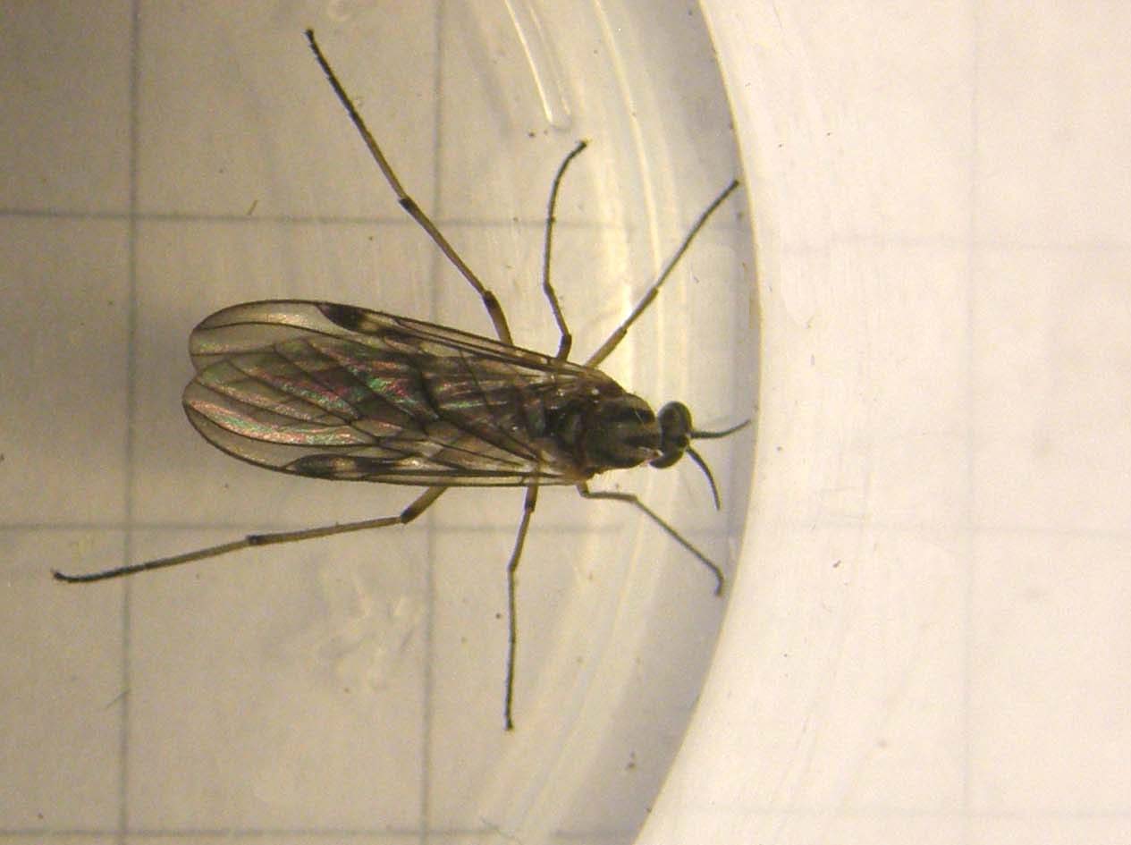 Anisopodidae: Sylvicola cf. fuscatus