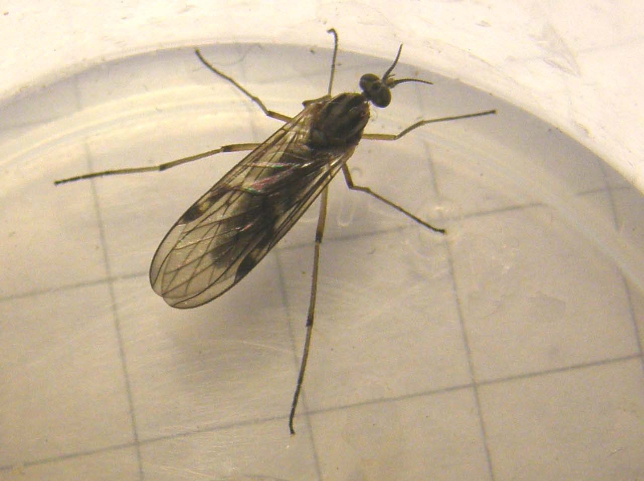 Anisopodidae: Sylvicola cf. fuscatus