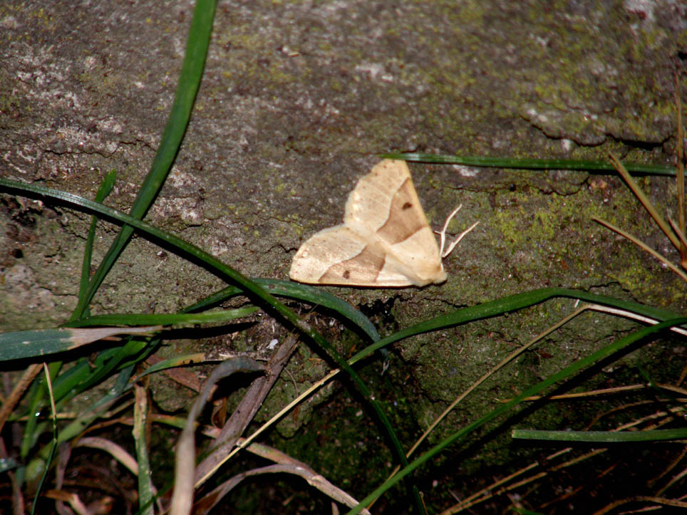 Falena altoatesina da identificare