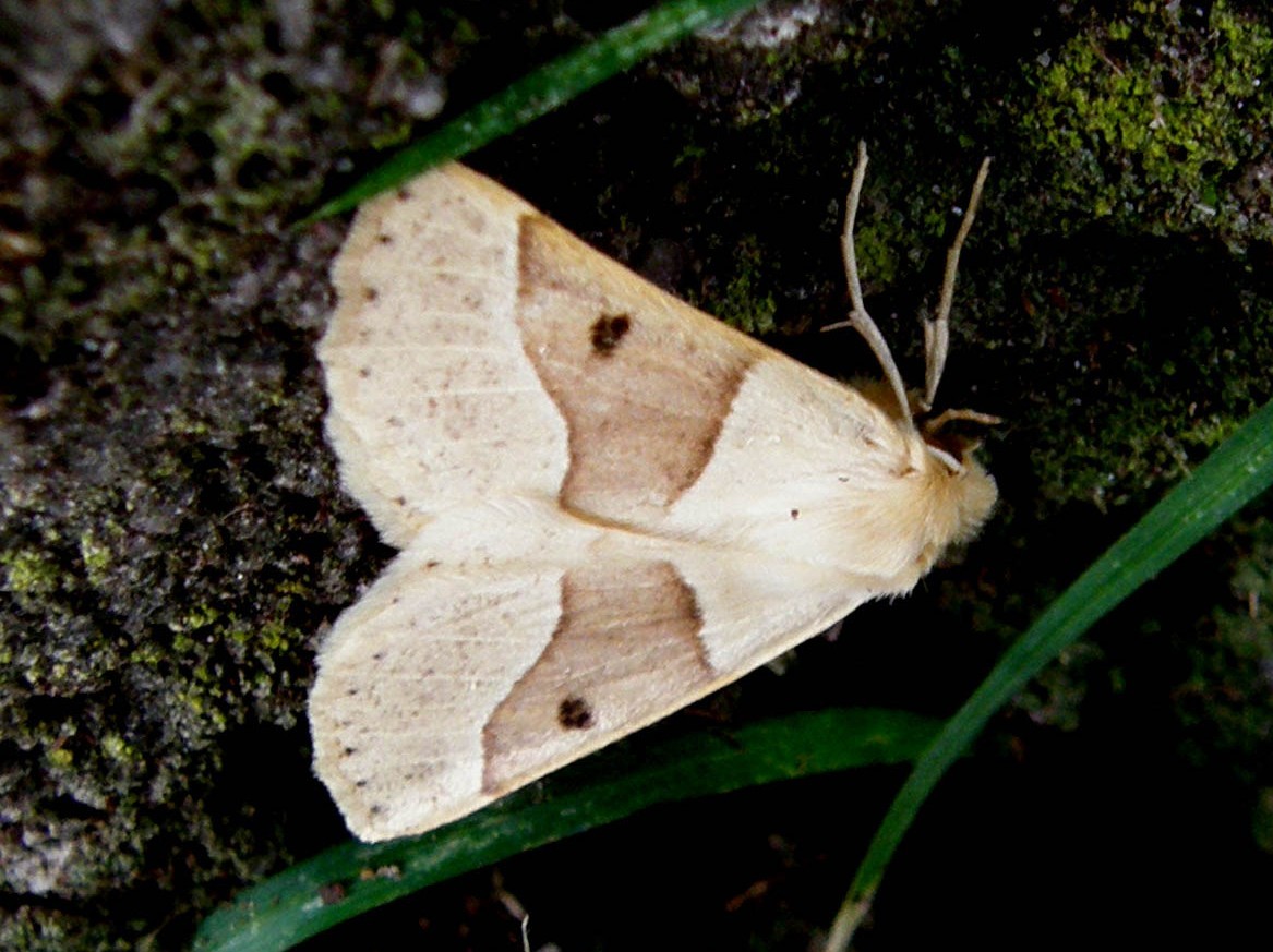 Falena altoatesina da identificare