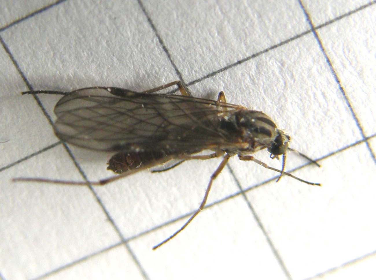 Anisopodidae: Sylvicola cf. fuscatus