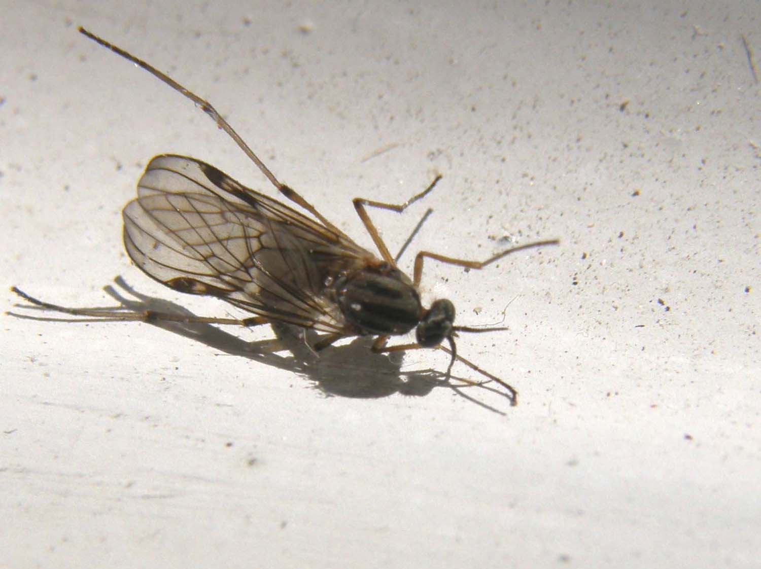 Anisopodidae: Sylvicola cf. fuscatus