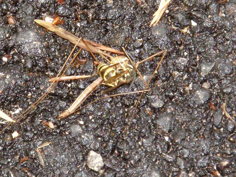 L''assassino colpisce per strada, Vespula vulgaris (Vespidae)