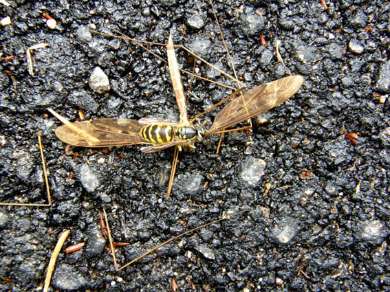 L''assassino colpisce per strada, Vespula vulgaris (Vespidae)