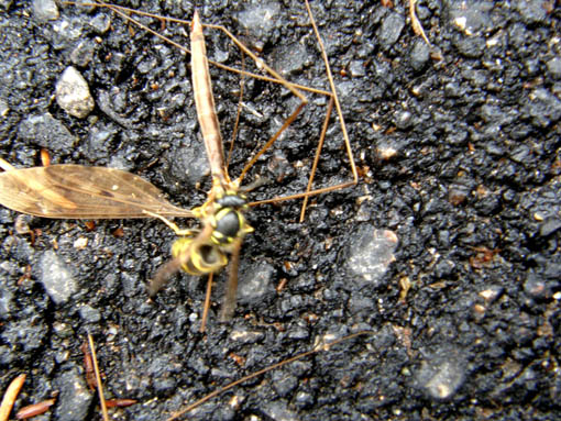 L''assassino colpisce per strada, Vespula vulgaris (Vespidae)