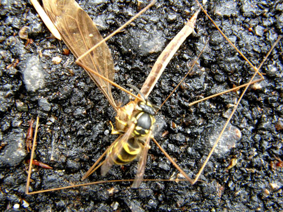 L''assassino colpisce per strada, Vespula vulgaris (Vespidae)