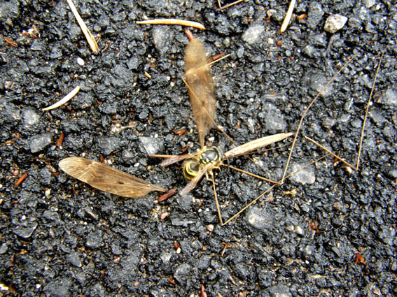 L''assassino colpisce per strada, Vespula vulgaris (Vespidae)