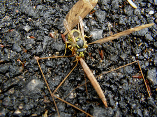 L''assassino colpisce per strada, Vespula vulgaris (Vespidae)