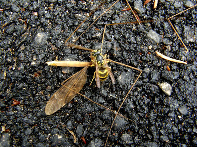 L''assassino colpisce per strada, Vespula vulgaris (Vespidae)