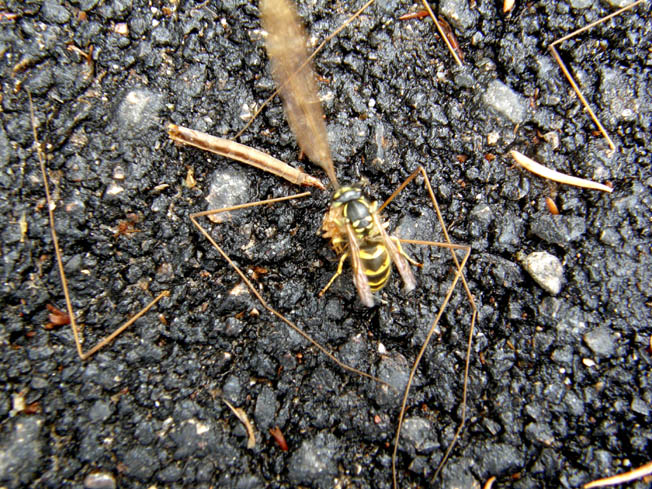 L''assassino colpisce per strada, Vespula vulgaris (Vespidae)