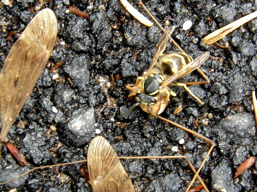 L''assassino colpisce per strada, Vespula vulgaris (Vespidae)