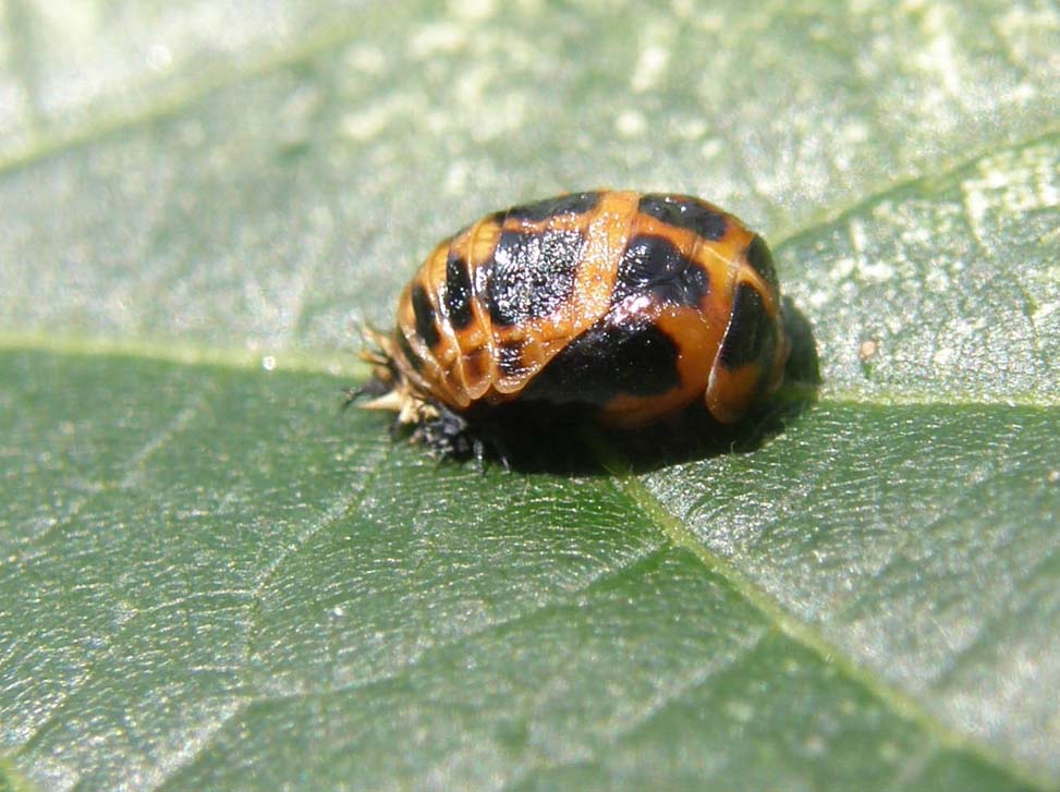 Ninfa di Coccinellidae da identificare: Harmonia axiridis