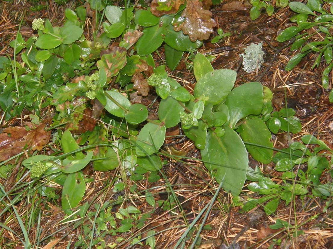 Sedum telephium