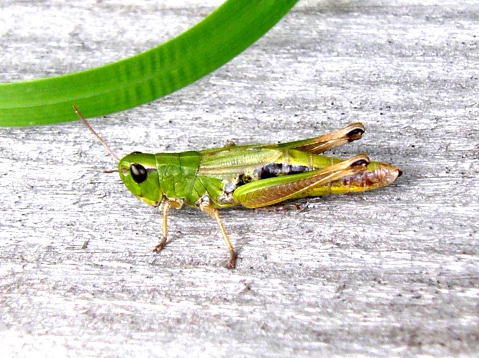 Femmina di Chorthippus parallelus