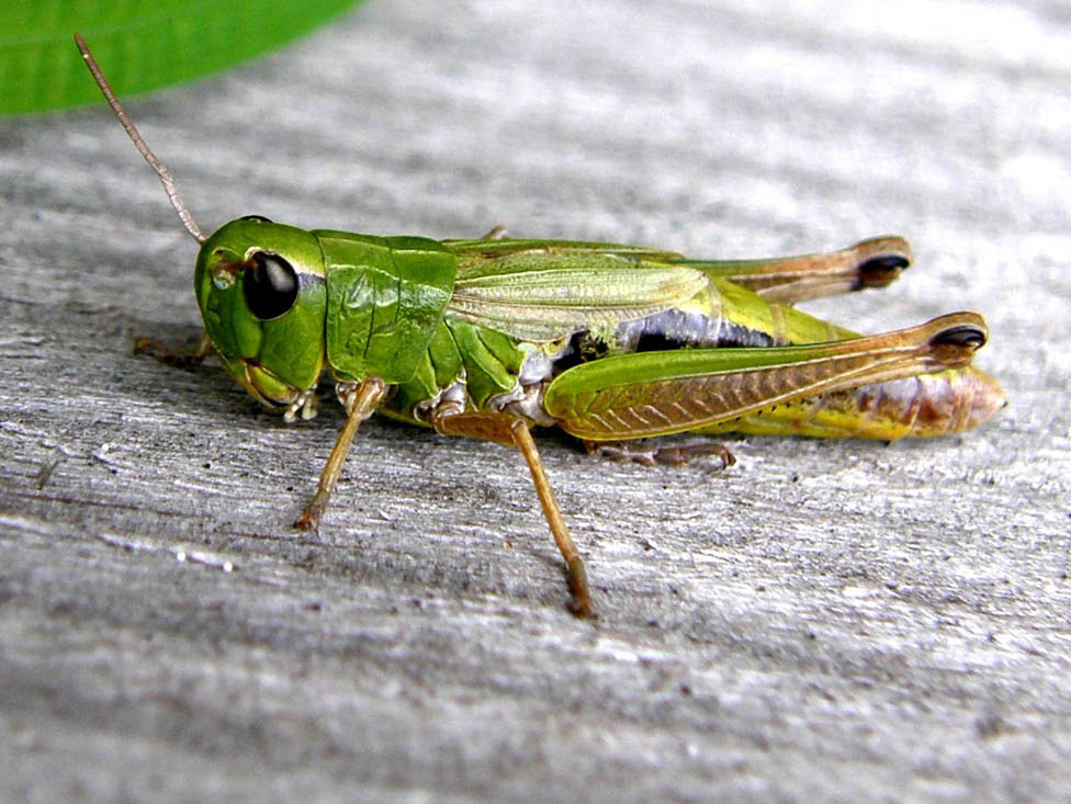 Femmina di Chorthippus parallelus